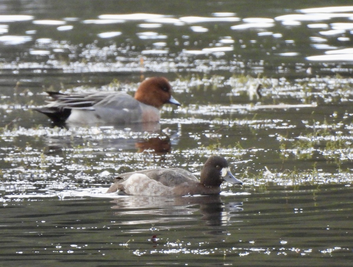 Lesser Scaup - ML626900423