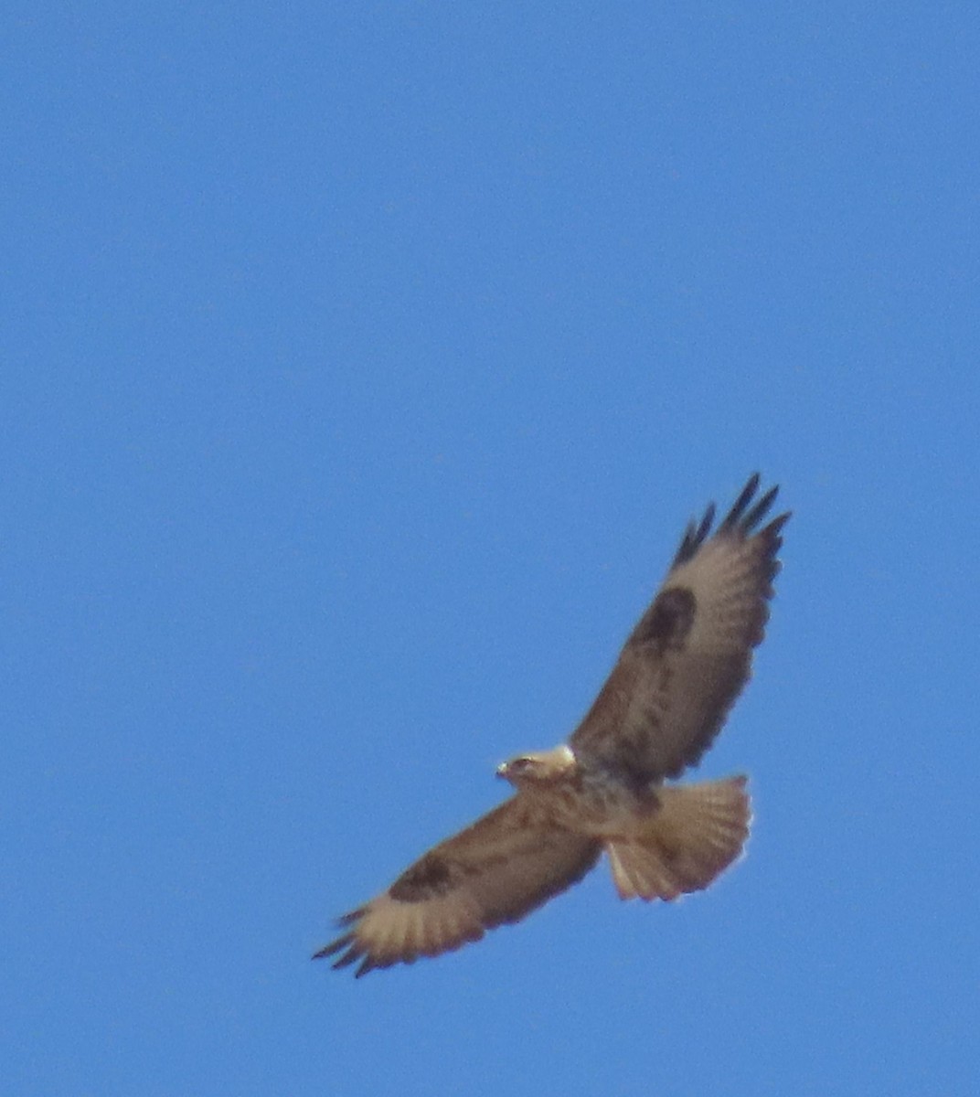 Socotra Buzzard - ML626900439