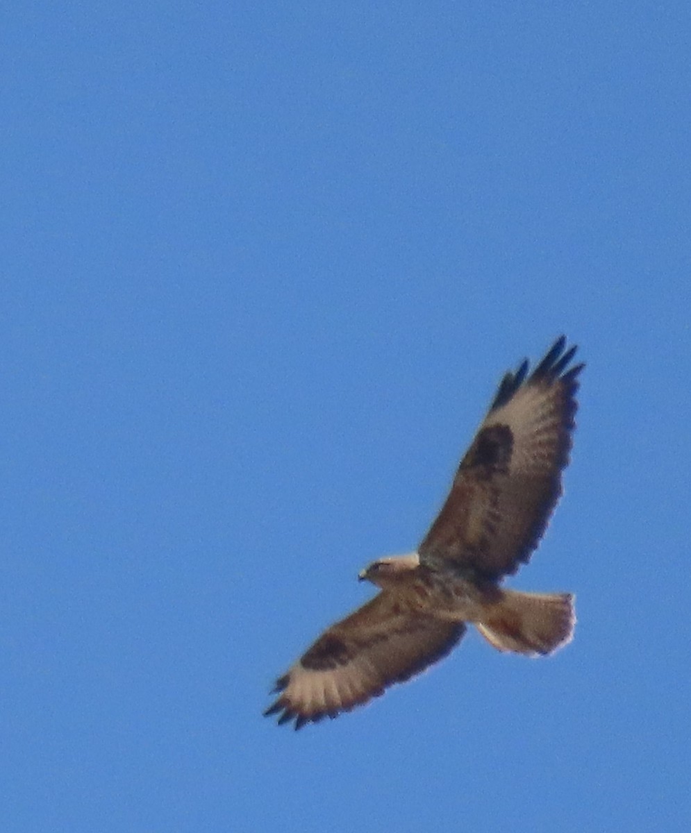 Socotra Buzzard - ML626900442