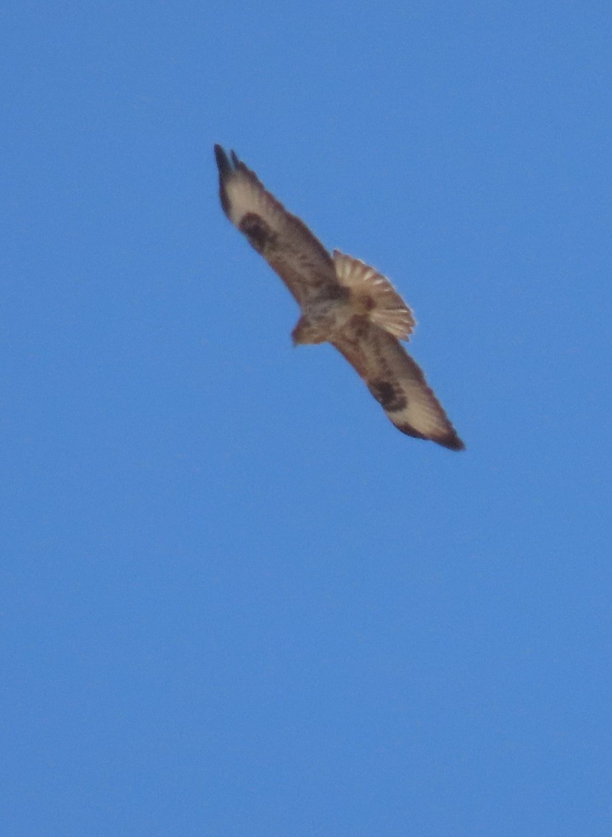 Socotra Buzzard - ML626900444