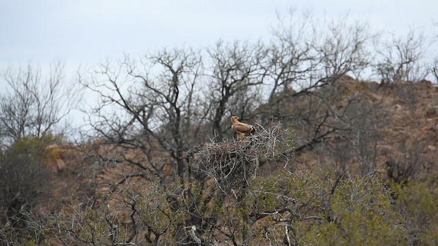 Tawny Eagle - ML626900457