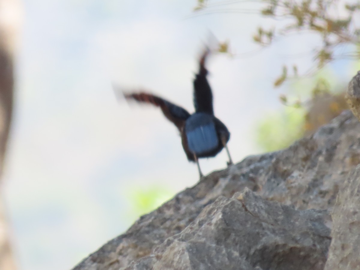 Socotra Starling - ML626900462