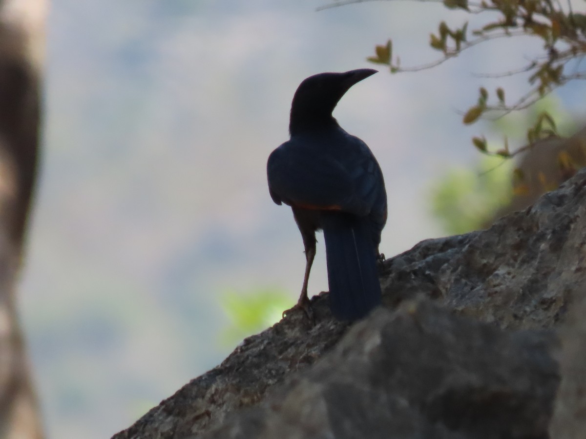 Socotra Starling - ML626900463