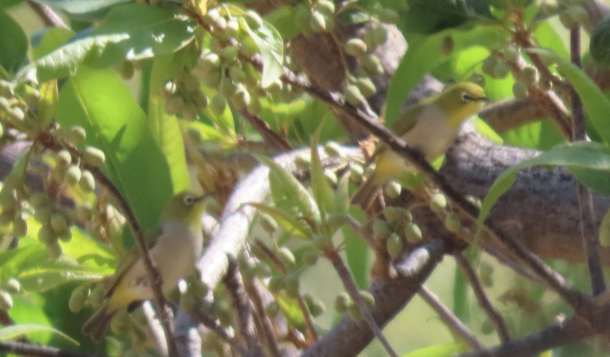 Socotra White-eye - ML626900468