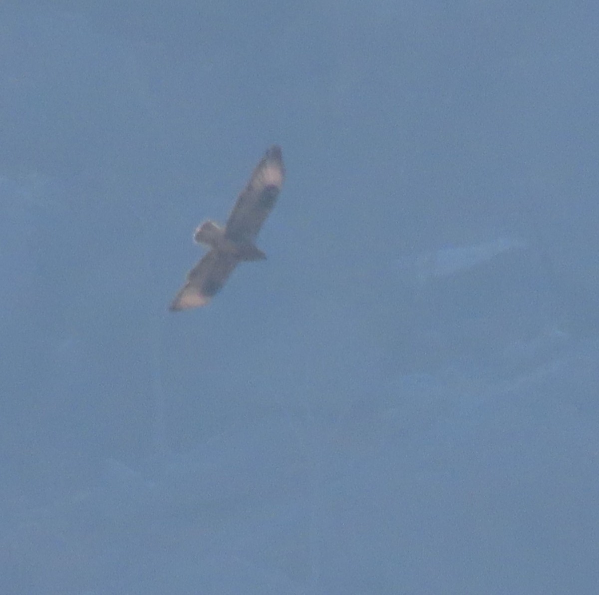 Socotra Buzzard - ML626900524