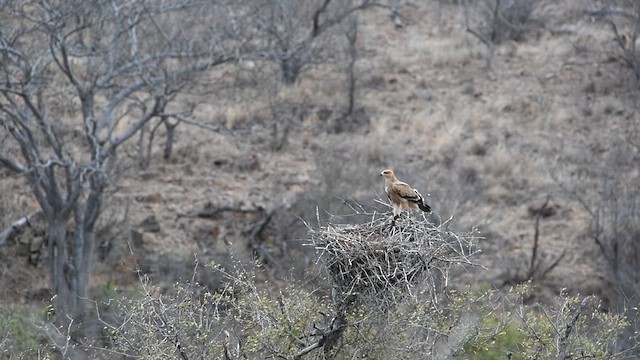 Tawny Eagle - ML626900533