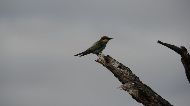 European Bee-eater - ML626900598
