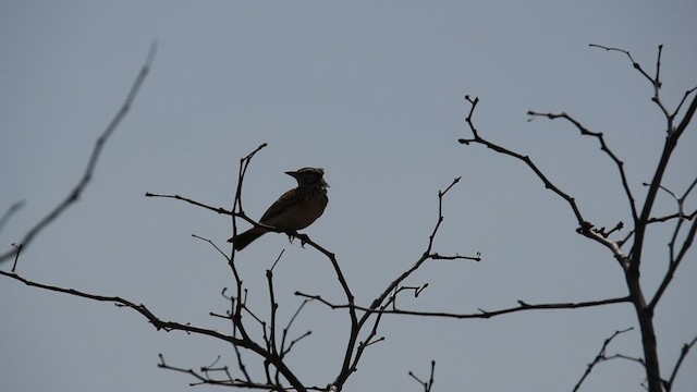 Sabota Lark - ML626900792