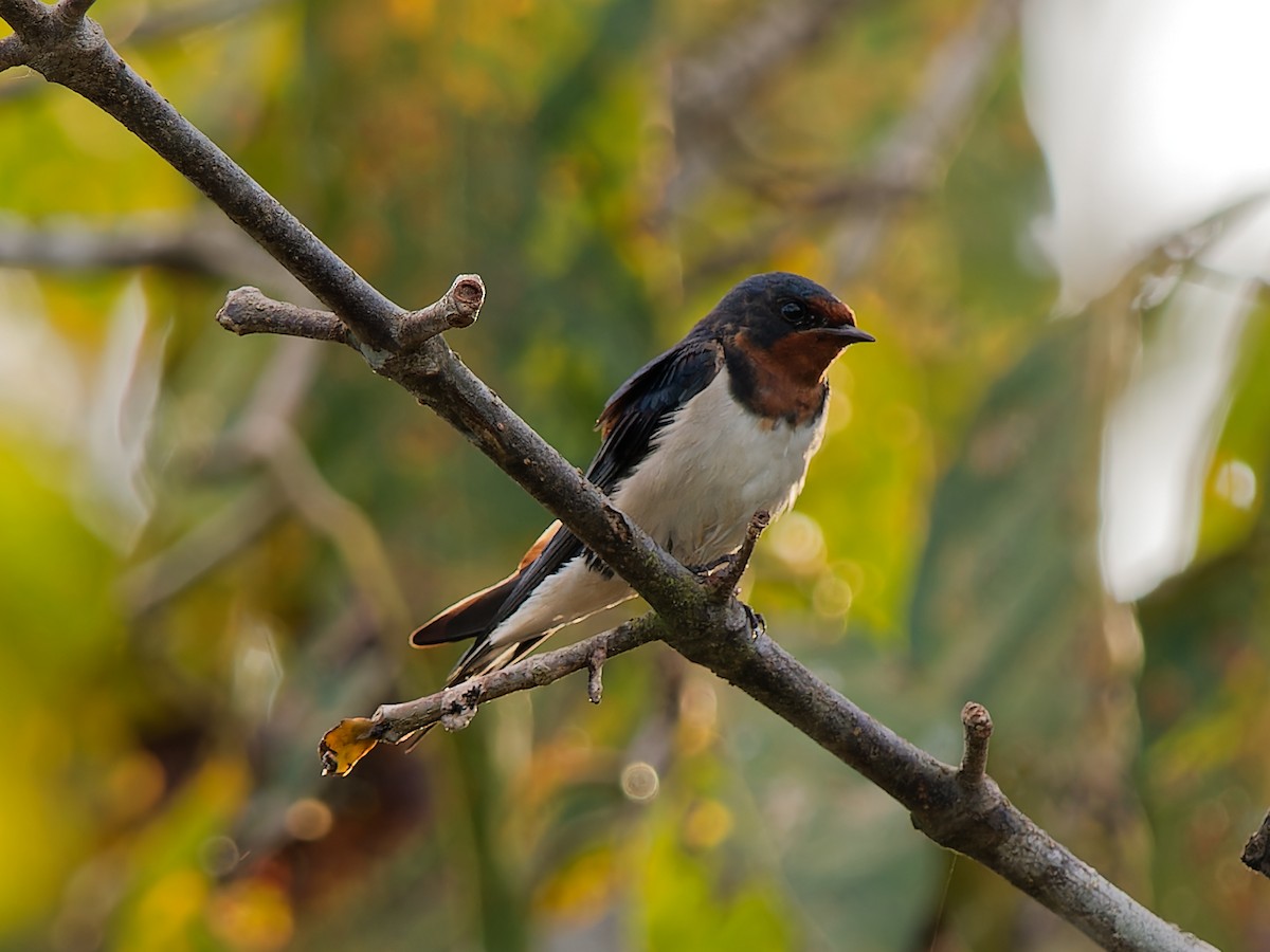 Barn Swallow - Daniel Schlaepfer