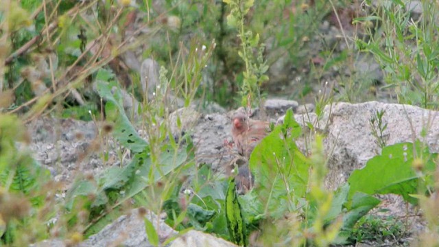 Trumpeter Finch - ML626901128