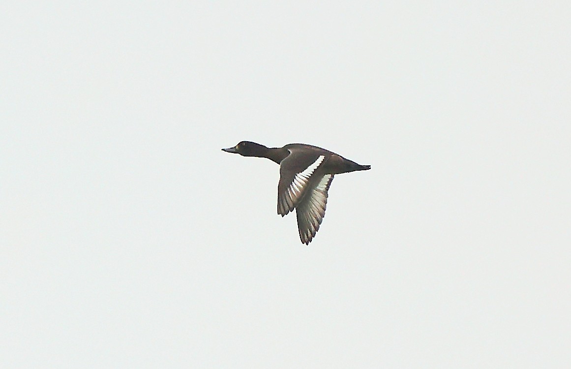 Tufted Duck - ML626901151