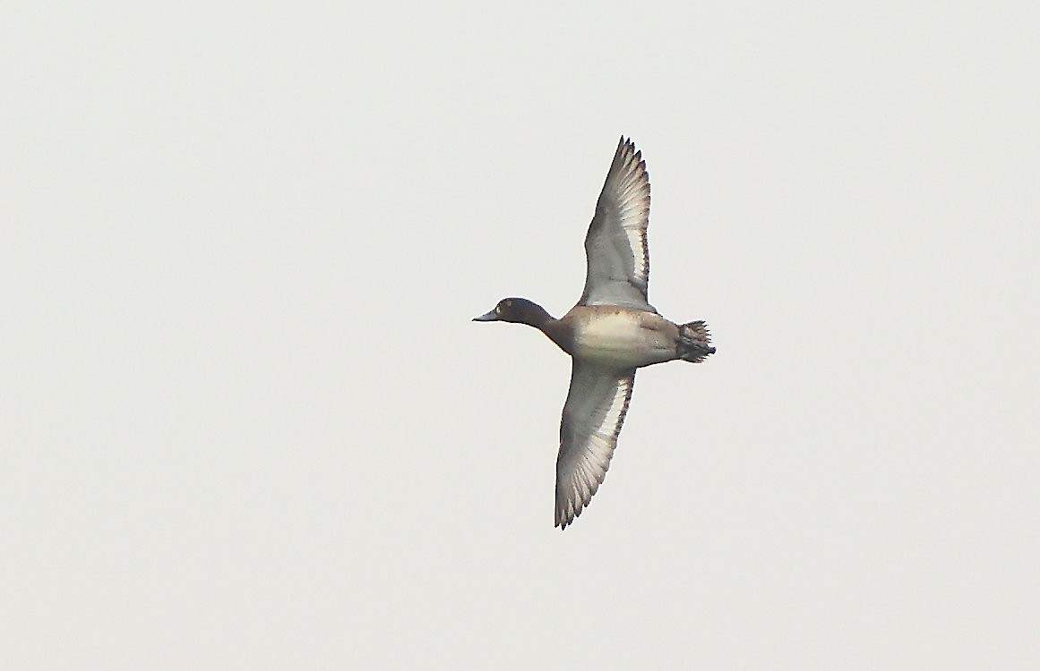 Tufted Duck - ML626901166