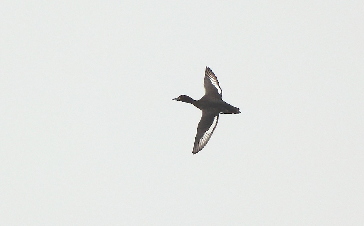 Tufted Duck - ML626901174