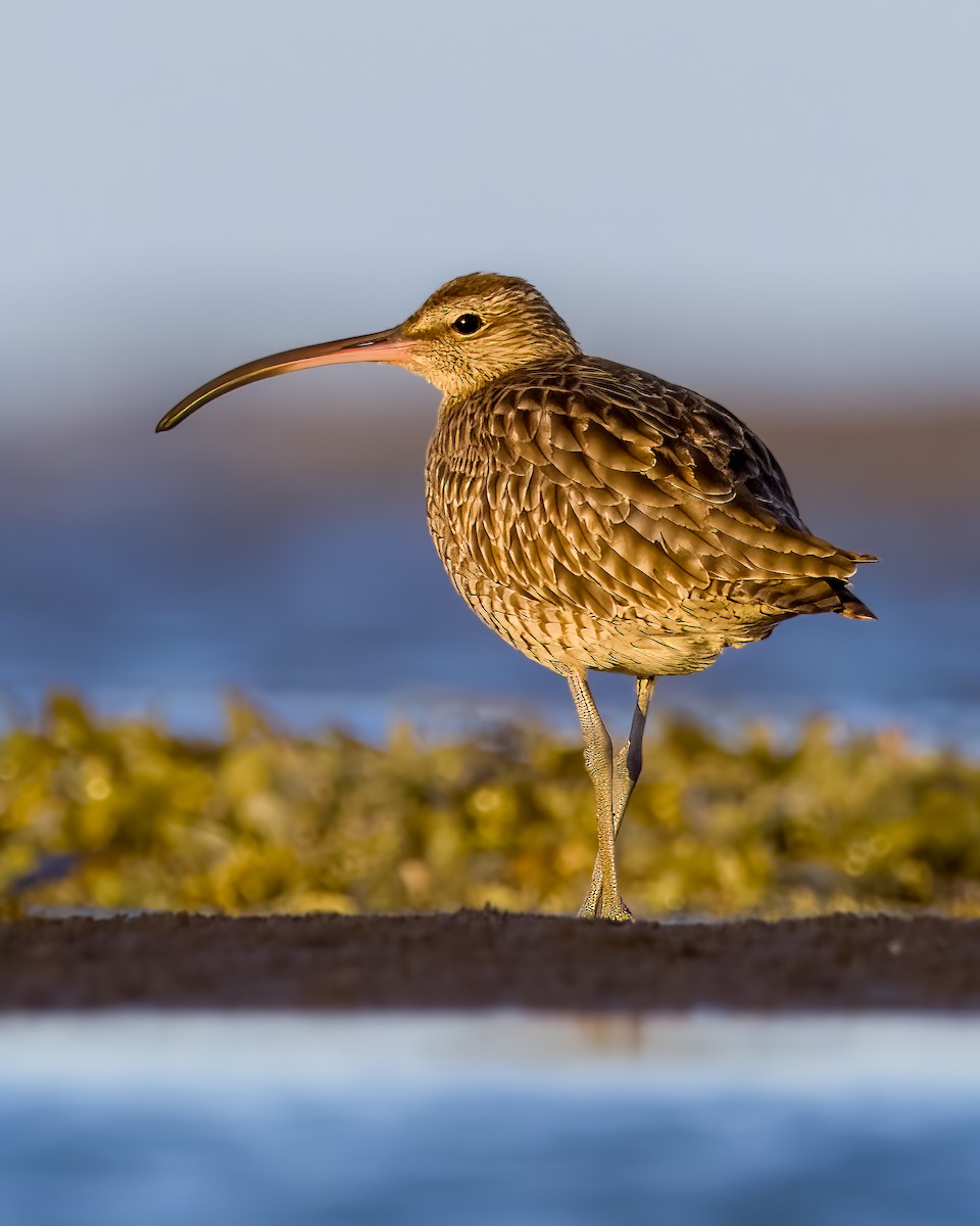 Eurasian Whimbrel - ML626901324