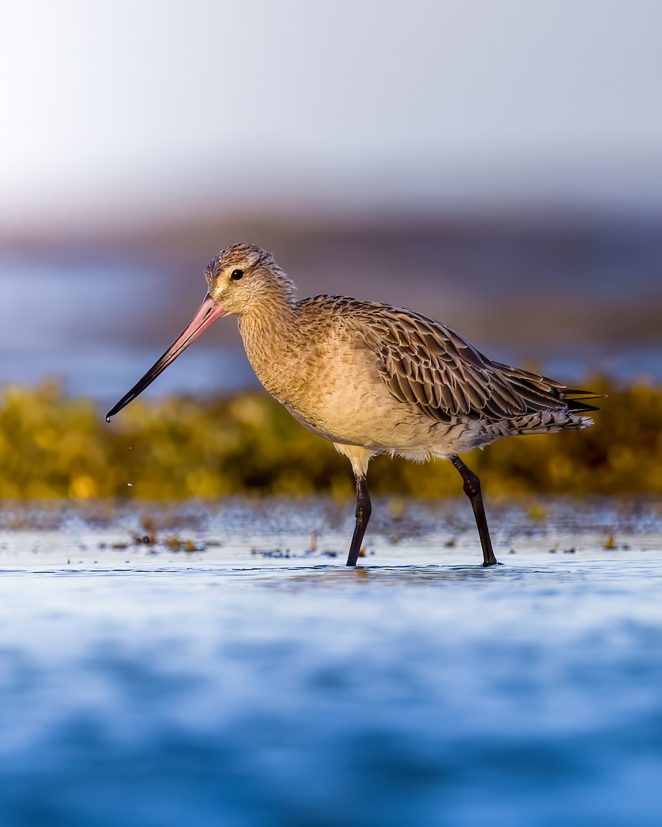 Bar-tailed Godwit - ML626901335