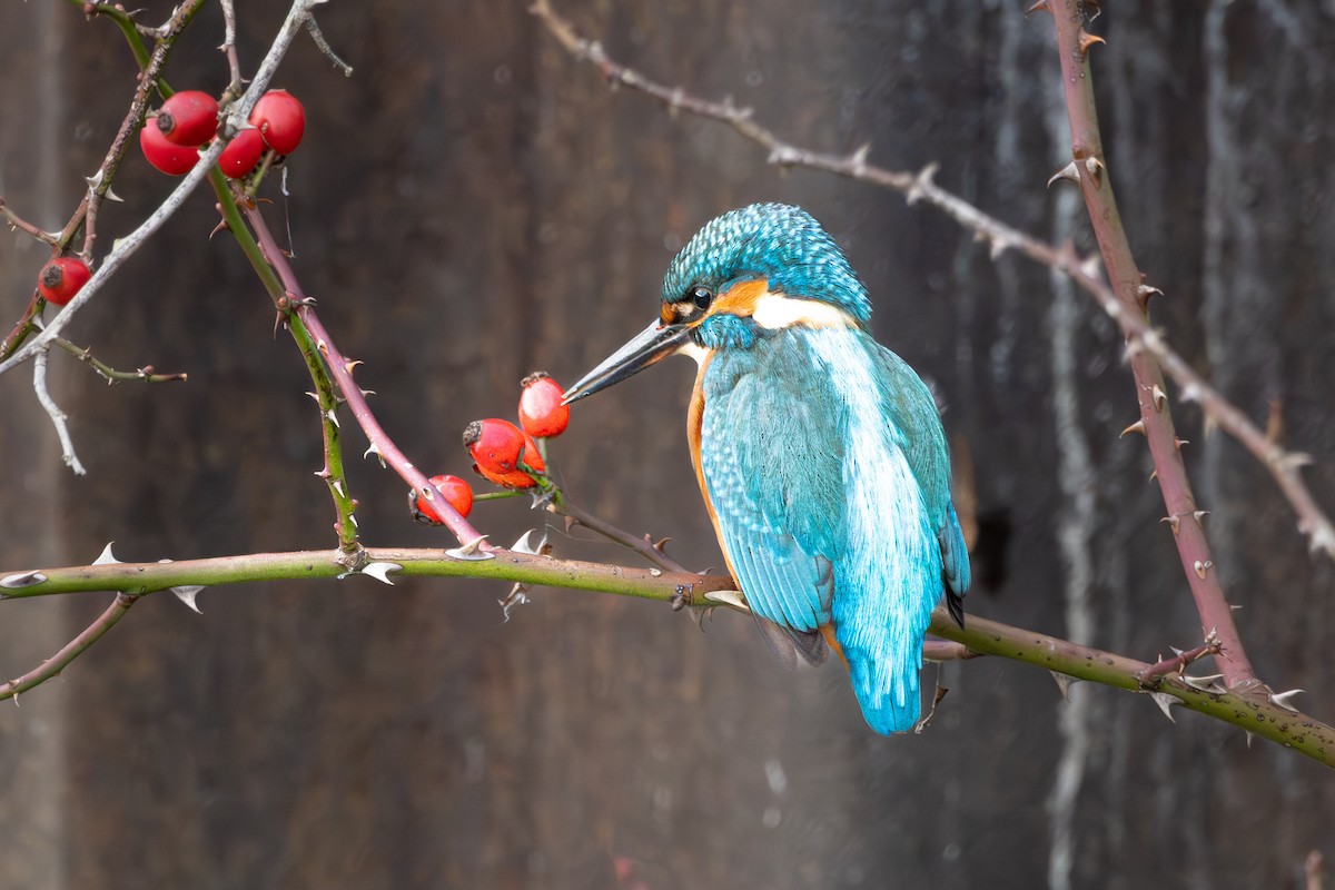 Eisvogel - ML626901392