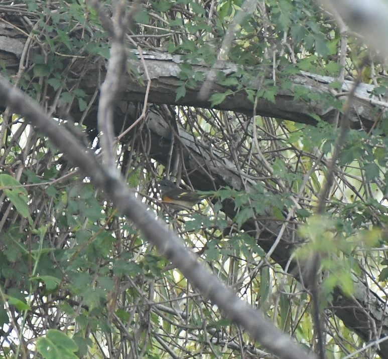 American Redstart - ML626901749