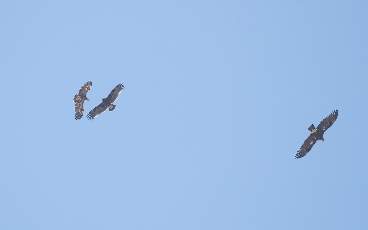 Greater Spotted Eagle - ML626901768