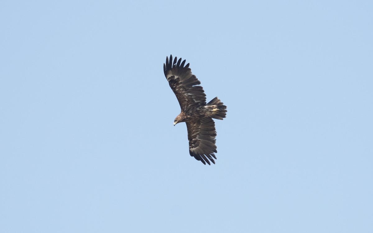 Greater Spotted Eagle - ML626901790