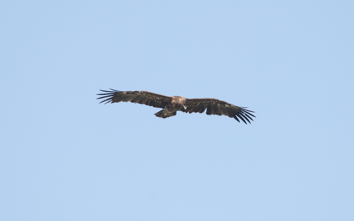 Greater Spotted Eagle - ML626901791