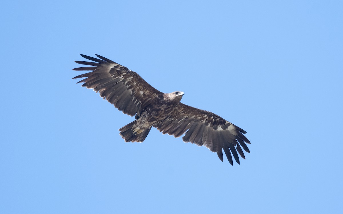 Greater Spotted Eagle - ML626901816