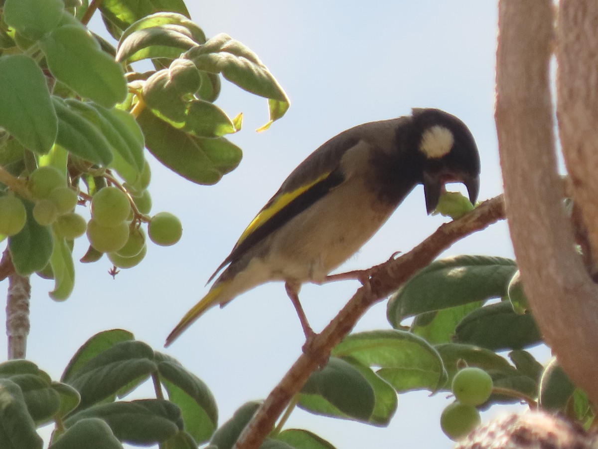 Socotra Grosbeak - ML626901836