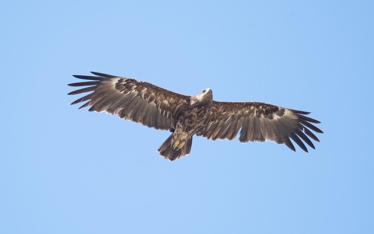 Greater Spotted Eagle - ML626901838