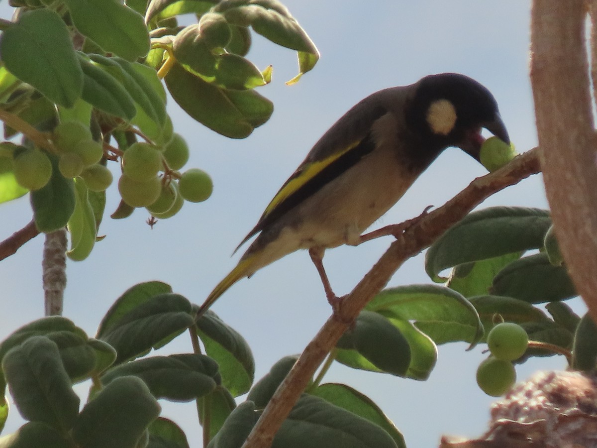 Socotra Grosbeak - ML626901840