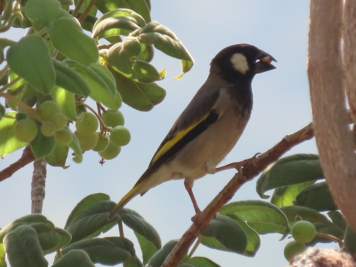 Socotra Grosbeak - ML626901842