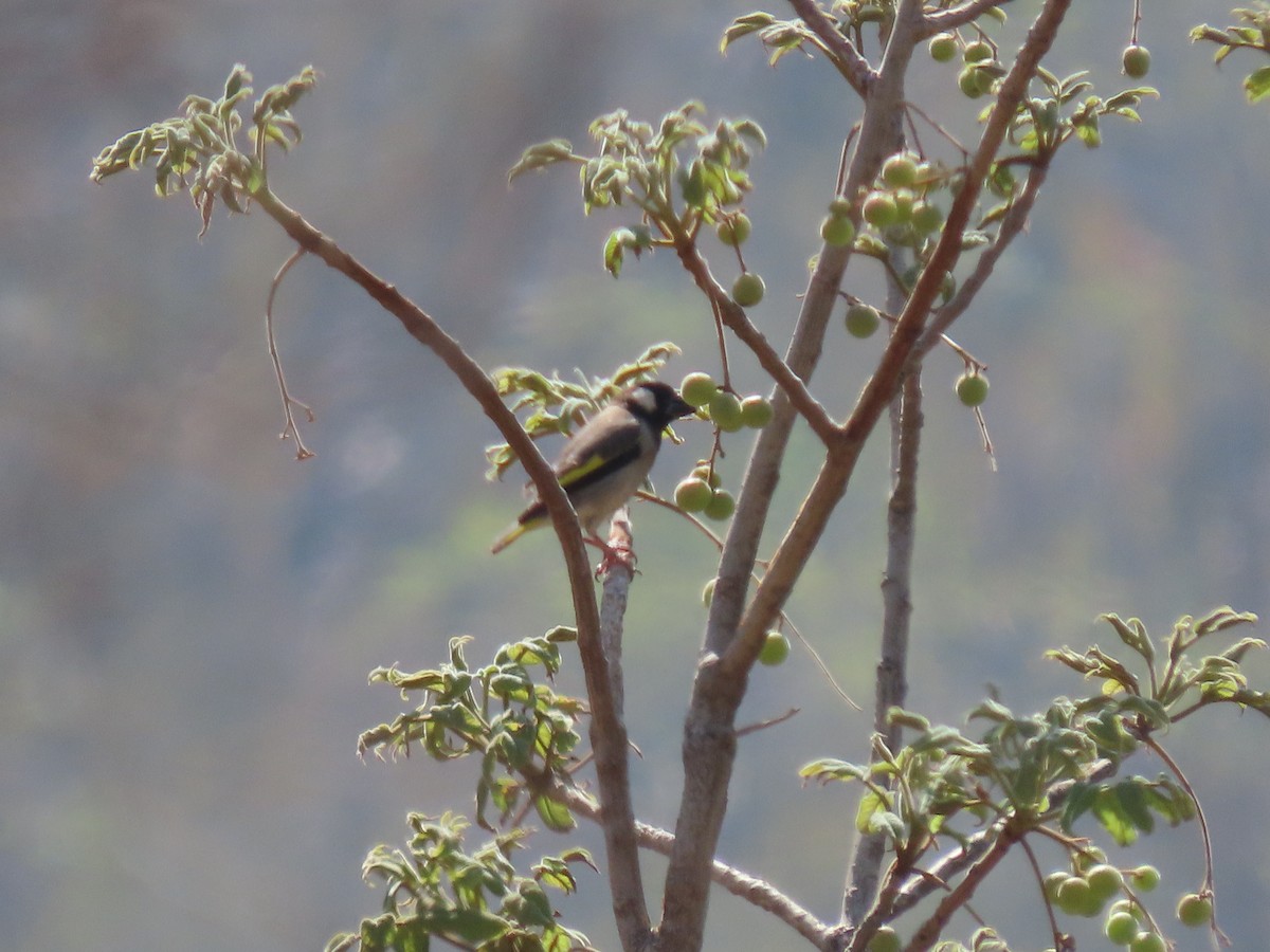 Socotra Grosbeak - ML626901843