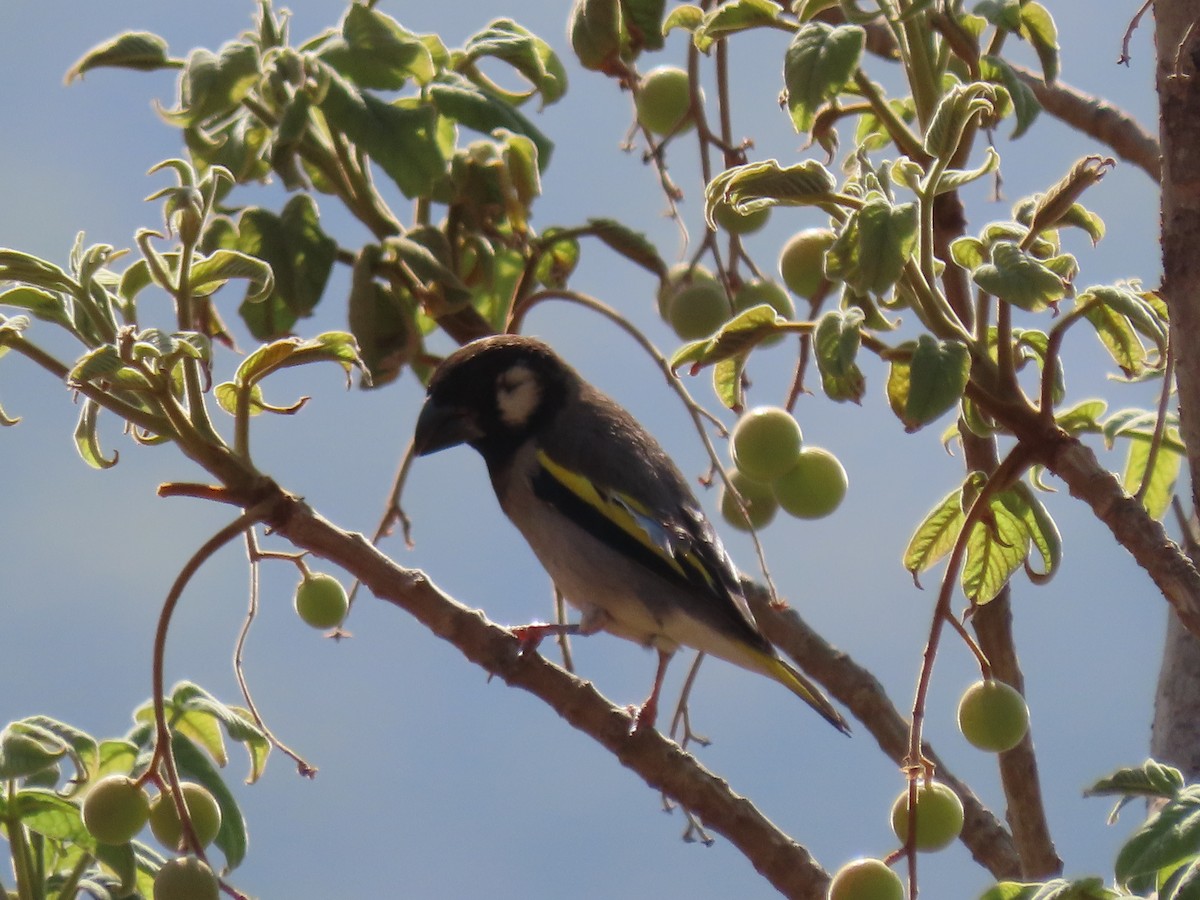 Socotra Grosbeak - ML626901844