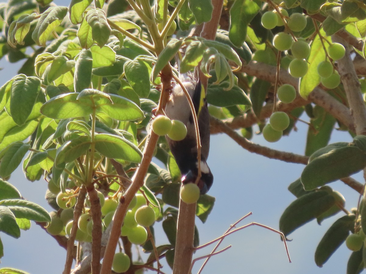 Socotra Grosbeak - ML626901845