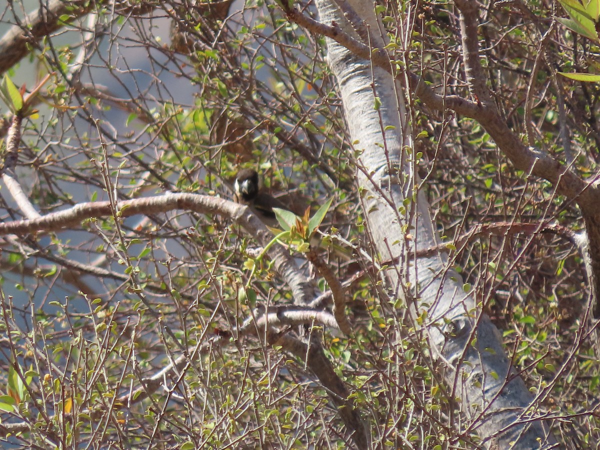 Socotra Grosbeak - ML626901847