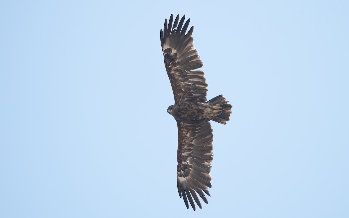 Greater Spotted Eagle - ML626901871