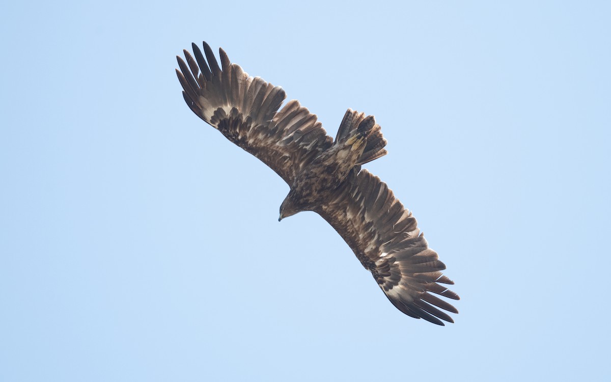 Greater Spotted Eagle - ML626901872