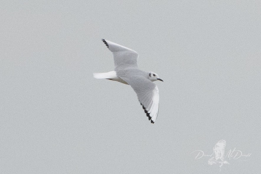 Bonaparte's Gull - ML626902032
