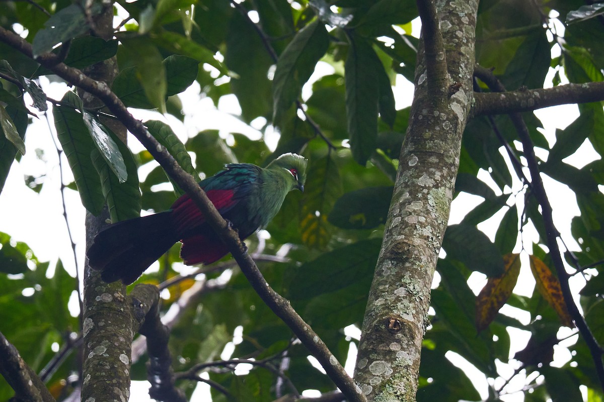 Black-billed Turaco - ML626902130