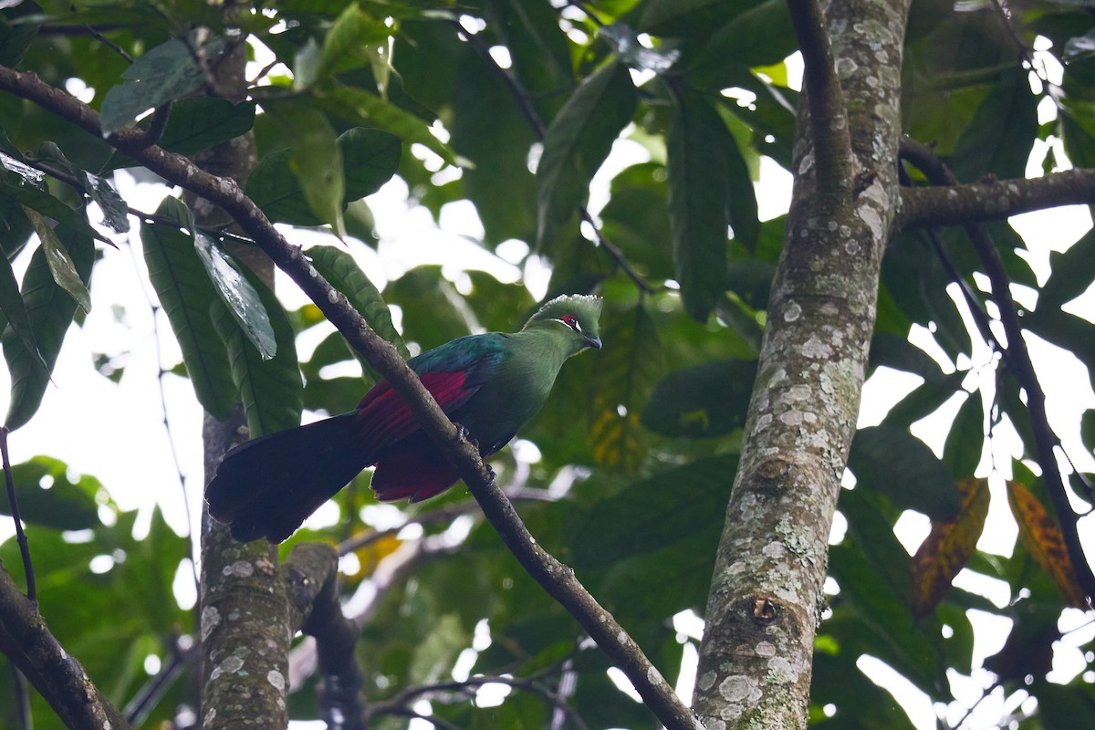 Black-billed Turaco - ML626902131