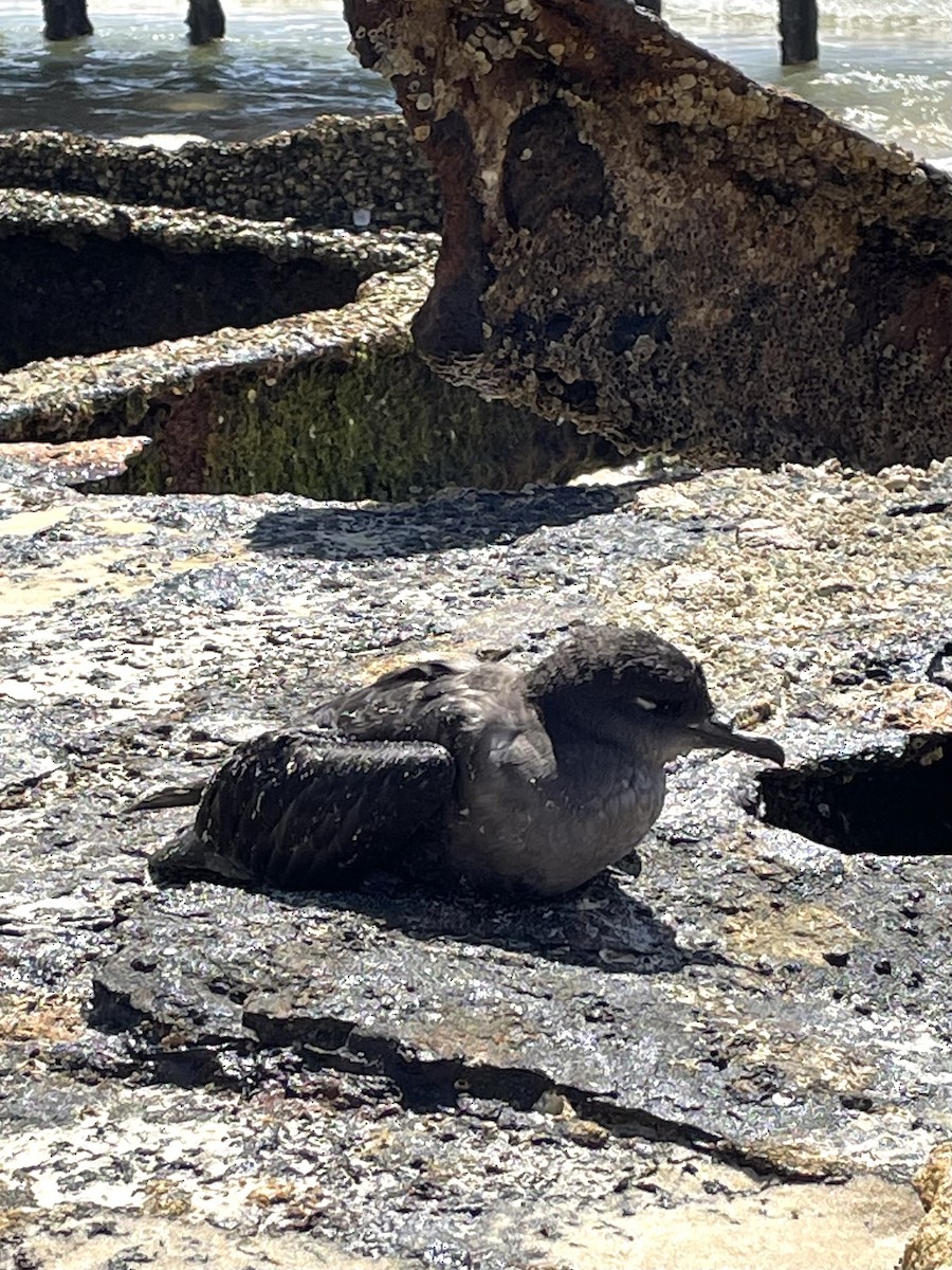 Wedge-tailed Shearwater - ML626902483