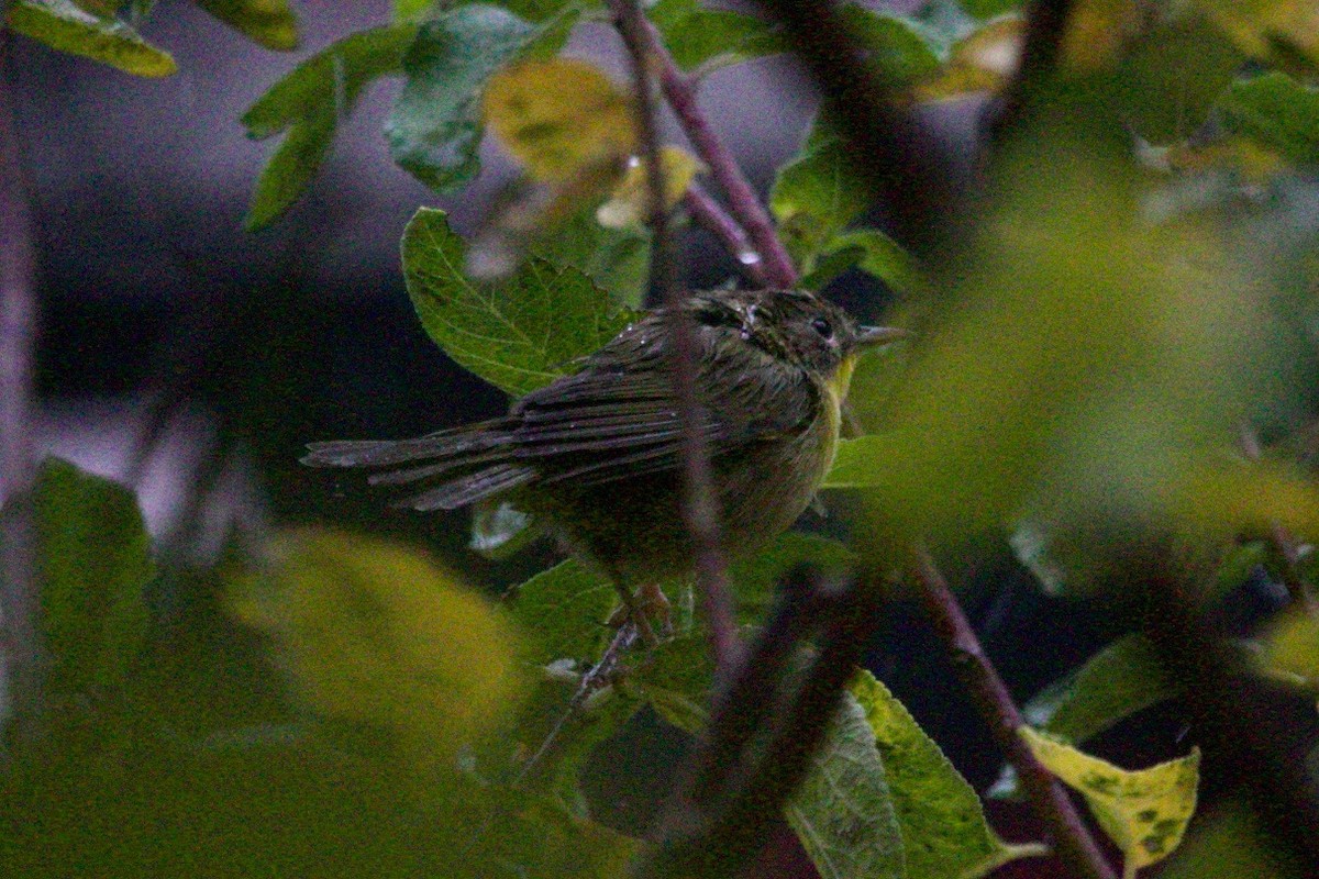 Paruline masquée - ML626902620