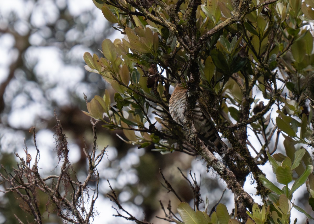 Rufous-throated Bronze-Cuckoo - ML626902762