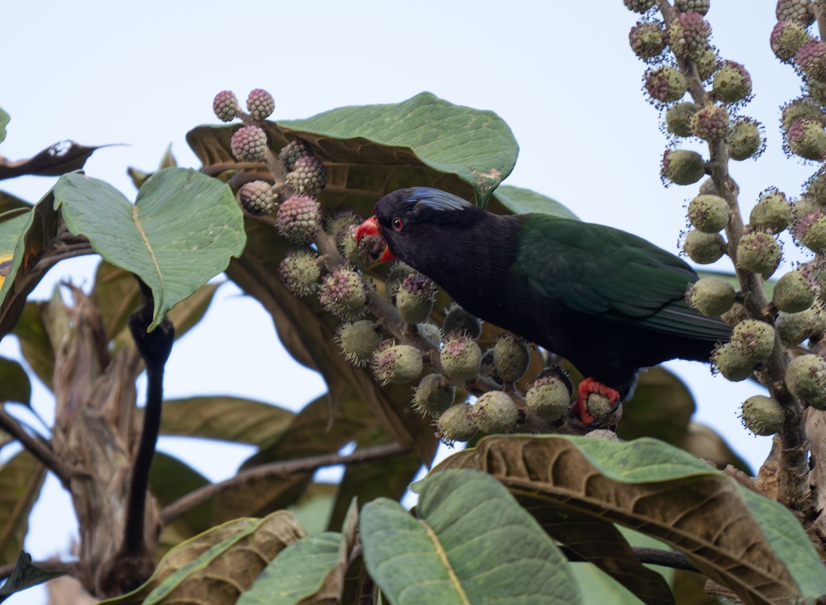 Stella's Lorikeet - ML626902901