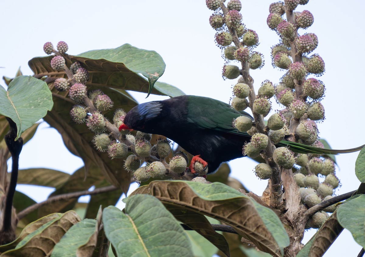 Stella's Lorikeet - ML626902902