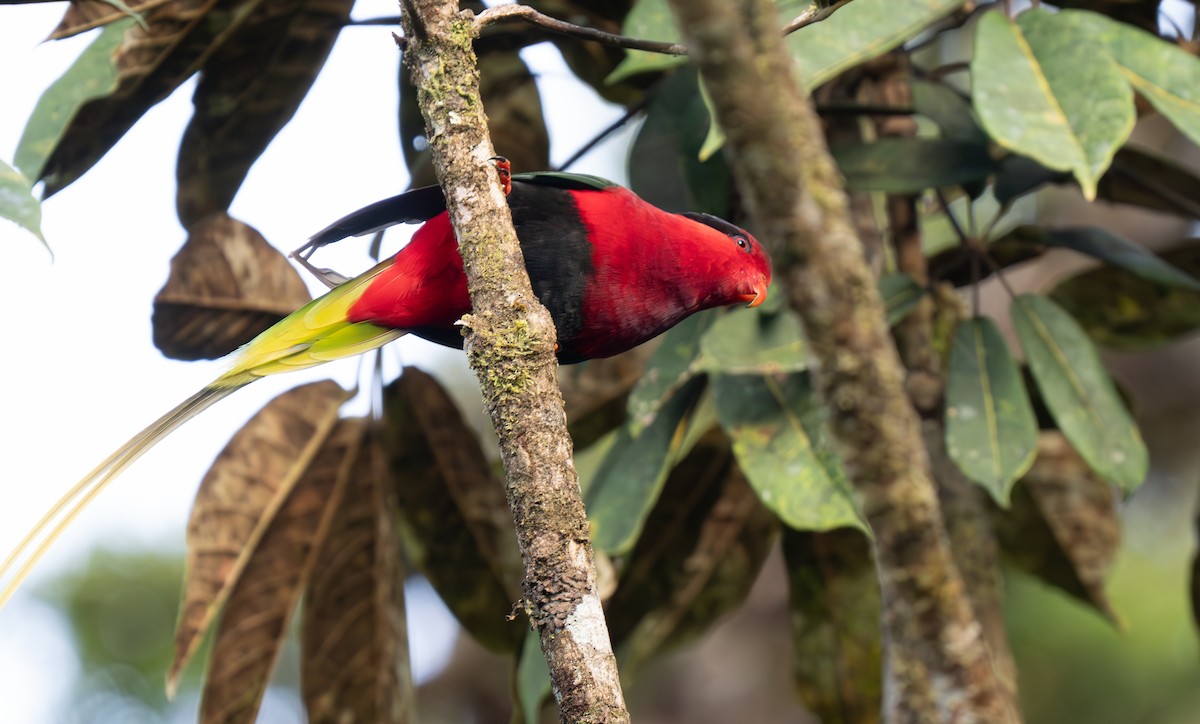 Stella's Lorikeet - ML626902903