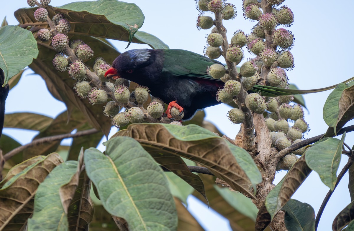 Stella's Lorikeet - ML626902904