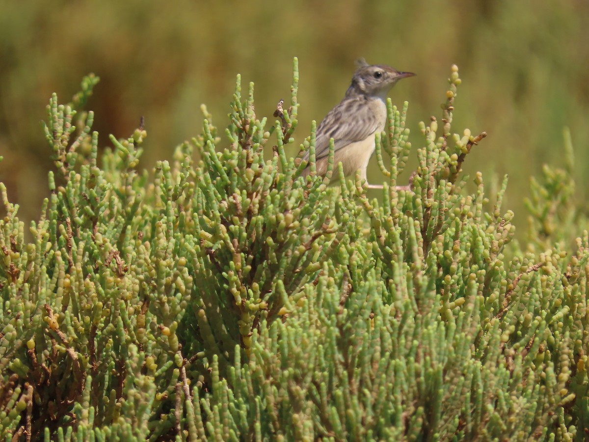 Socotra Cisticola - ML626902947