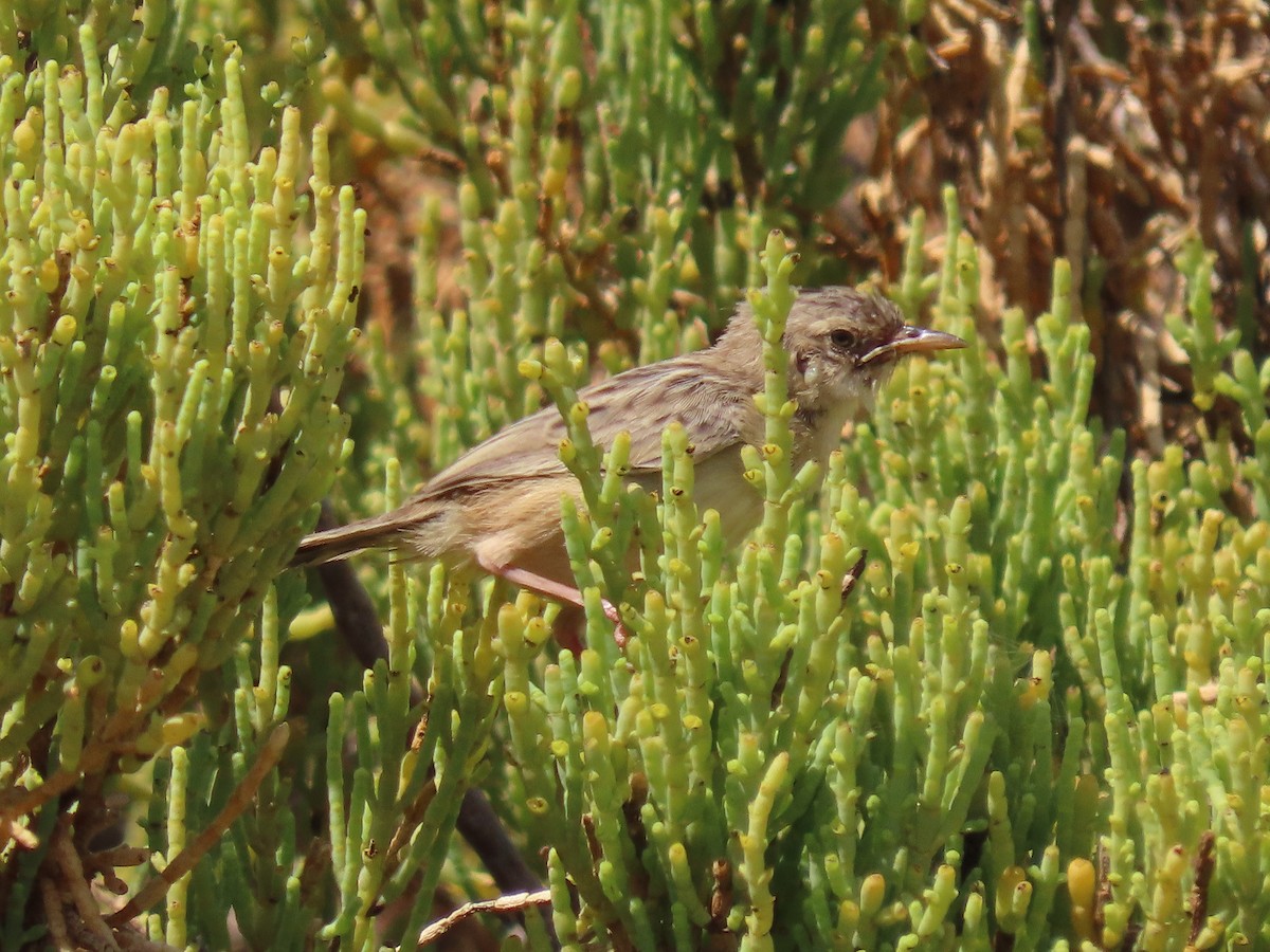 Socotra Cisticola - ML626902970