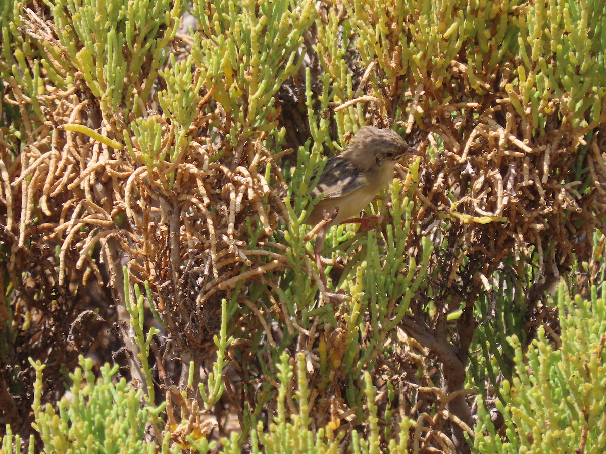 Socotra Cisticola - ML626902971