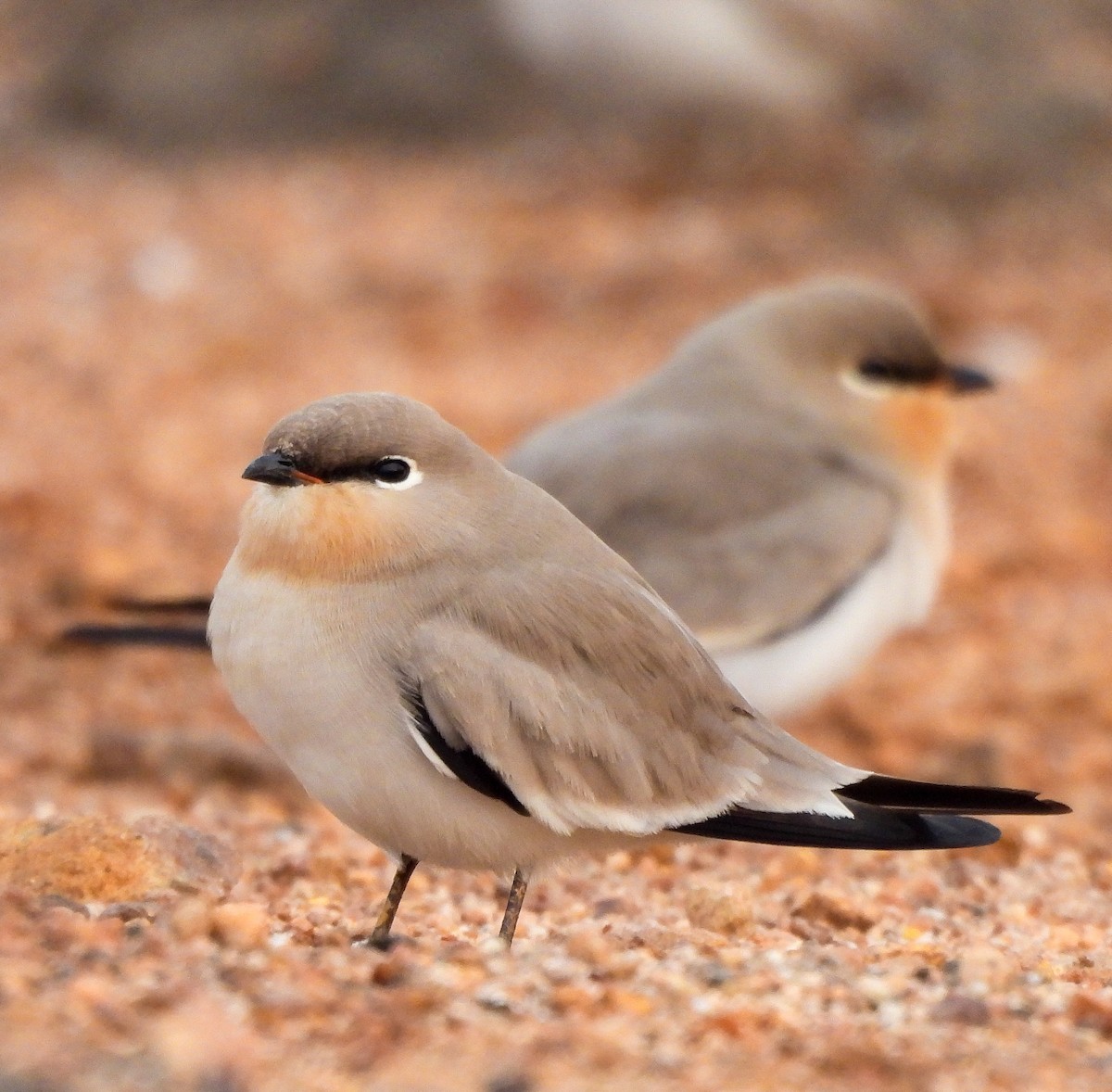 Small Pratincole - ML626903008