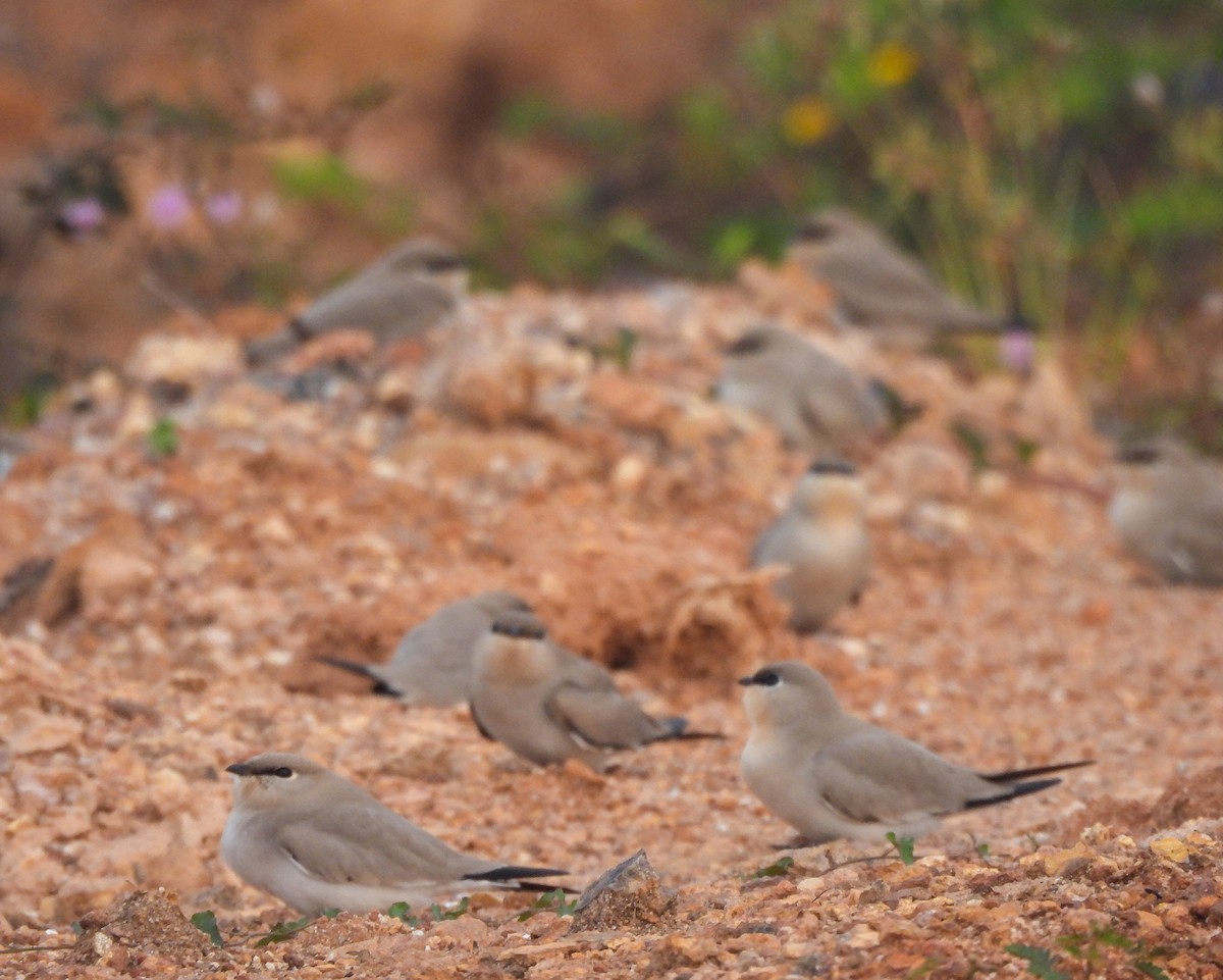Small Pratincole - ML626903009